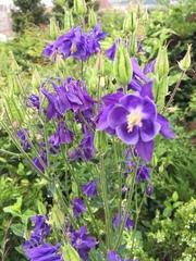 Aquilegia vulgaris