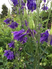 Aquilegia vulgaris