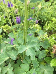 Aquilegia vulgaris
