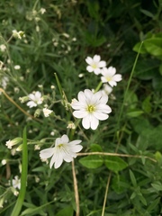 Cerastium alpinum