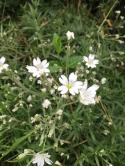 Cerastium alpinum