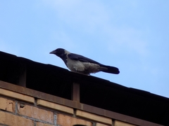 Corvus cornix