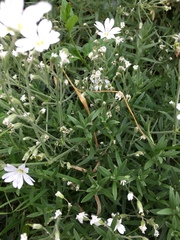 Cerastium alpinum