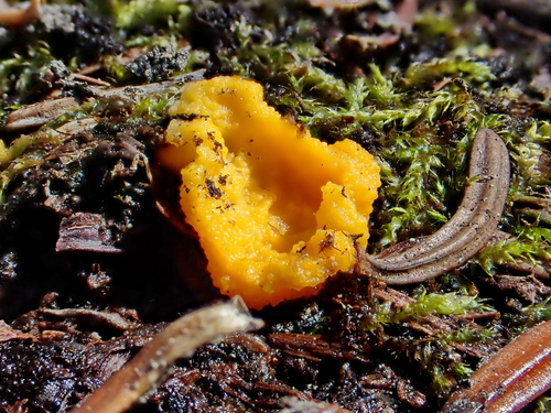 Representative image of Glomeraceae