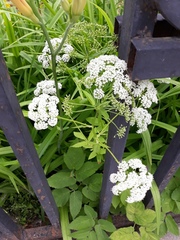 Aegopodium podagraria