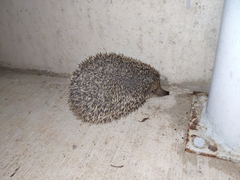 Hemiechinus auritus