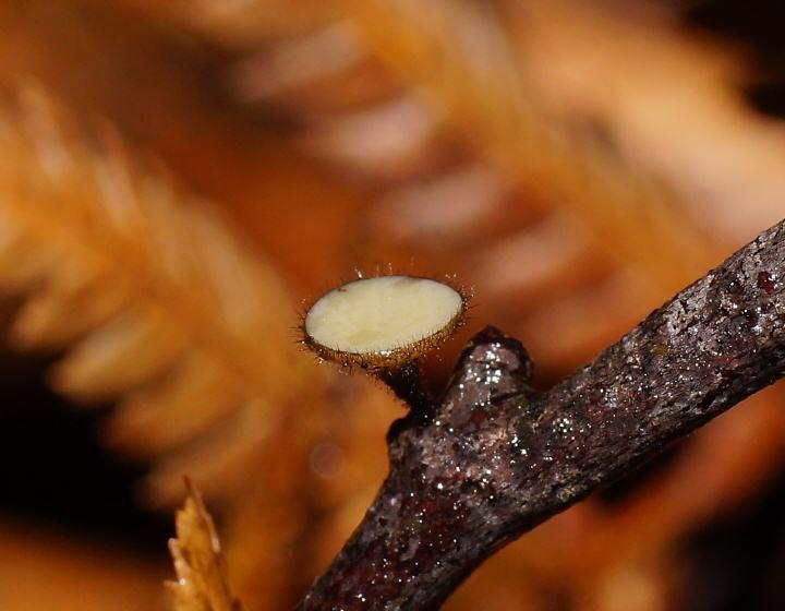 Hymenotorrendiella