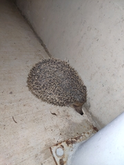 Hemiechinus auritus