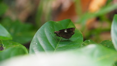 Notocrypta paralysos varians