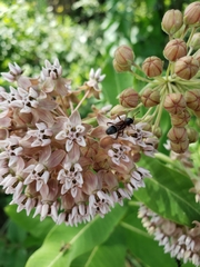 Camponotus novaeboracensis