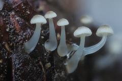 Roridomyces austrororidus
