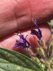 Trichostema laxum