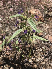 Trichostema laxum