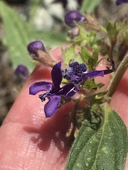 Trichostema laxum