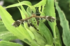 Dejongia lobidactylus