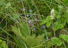 Campanula californica