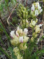 Oxytropis borealis