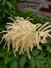 Aruncus