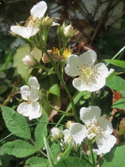 Rosa multiflora