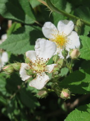 Rosa multiflora
