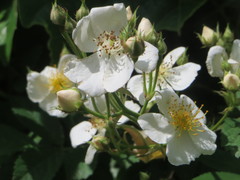 Rosa multiflora