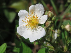 Rosa multiflora