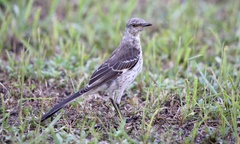 Mimus polyglottos
