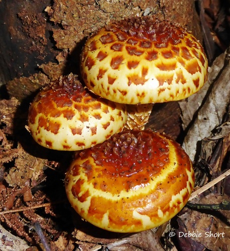 Golden Pholiota