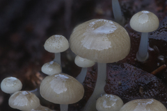 Roridomyces austrororidus