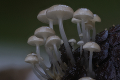 Roridomyces austrororidus