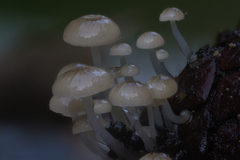 Roridomyces austrororidus