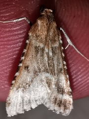 Stemmatophora borgialis