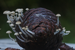 Roridomyces austrororidus