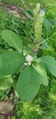 Phytolacca acinosa