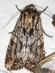Apamea monoglypha