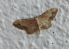 Idaea efflorata
