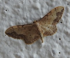 Idaea efflorata