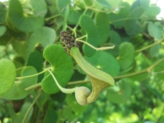 Aristolochia leptosticta