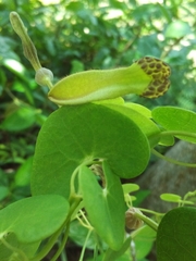 Aristolochia leptosticta