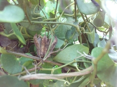 Aristolochia leptosticta