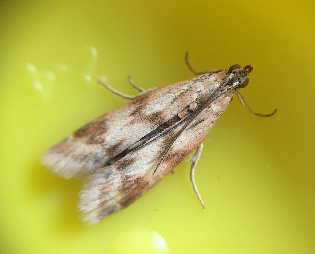 Twin-barred Knot-horn