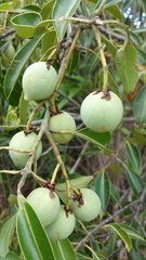Calophyllum