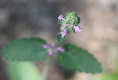 Betonica officinalis