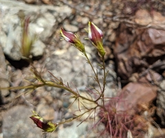 Cordylanthus tenuis brunneus