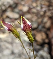 Cordylanthus tenuis brunneus