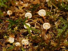 Xeromphalina leonina