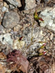 Cordylanthus tenuis brunneus