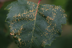 Callipterinella tuberculata