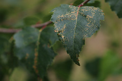 Callipterinella tuberculata