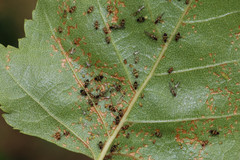 Callipterinella tuberculata